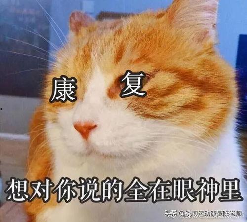 静养表情包,表情包中的生活哲学