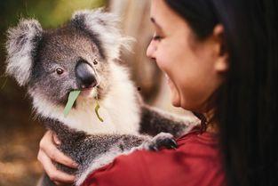 考拉抱图片,传递自然和谐之美